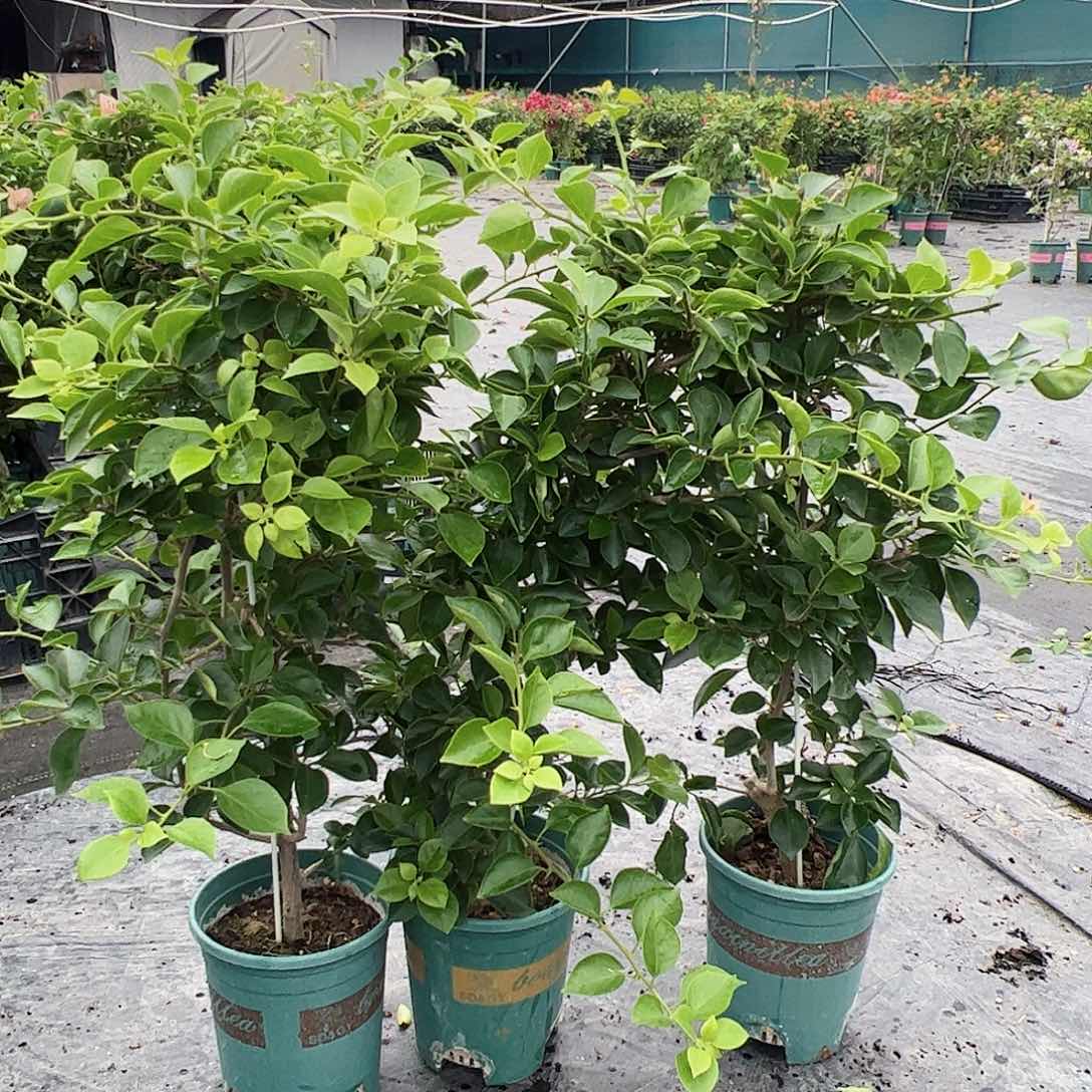 当前无花栽培后可以开花所罗门一颗