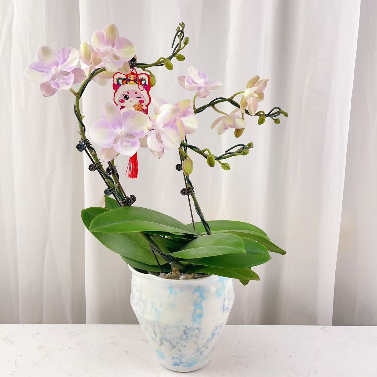 国华优选【威尼斯】蝴蝶兰绿植花卉艺术 高级盆栽植株 很好养