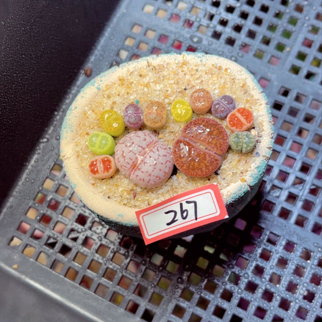 267生石花带盆发