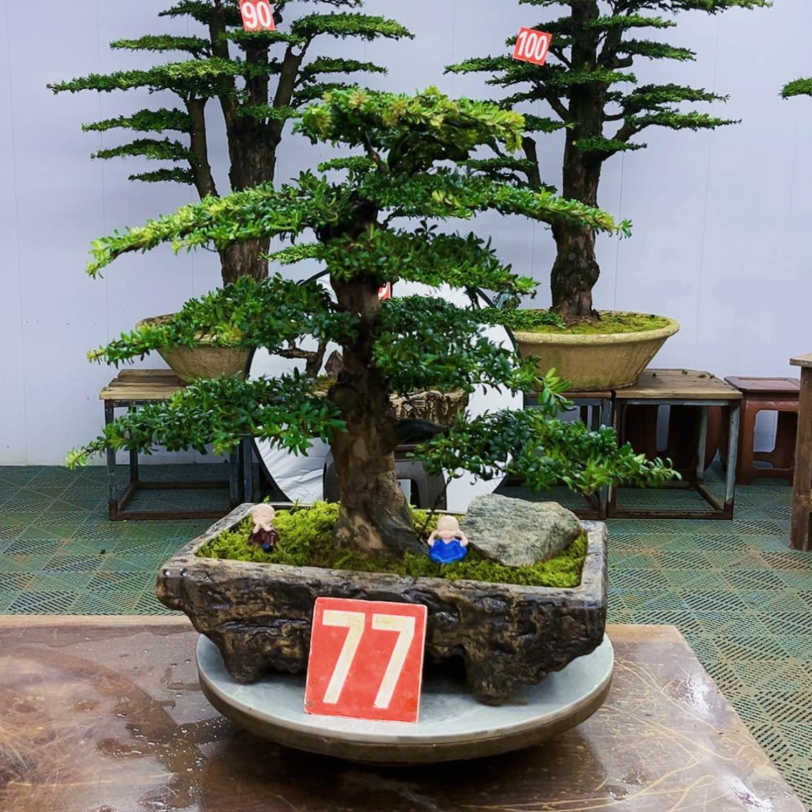 【闪购商品】罗汉松盆景艺术展等