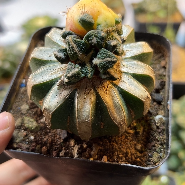 13号苗接黑牡丹嵌合体锦4.1公分