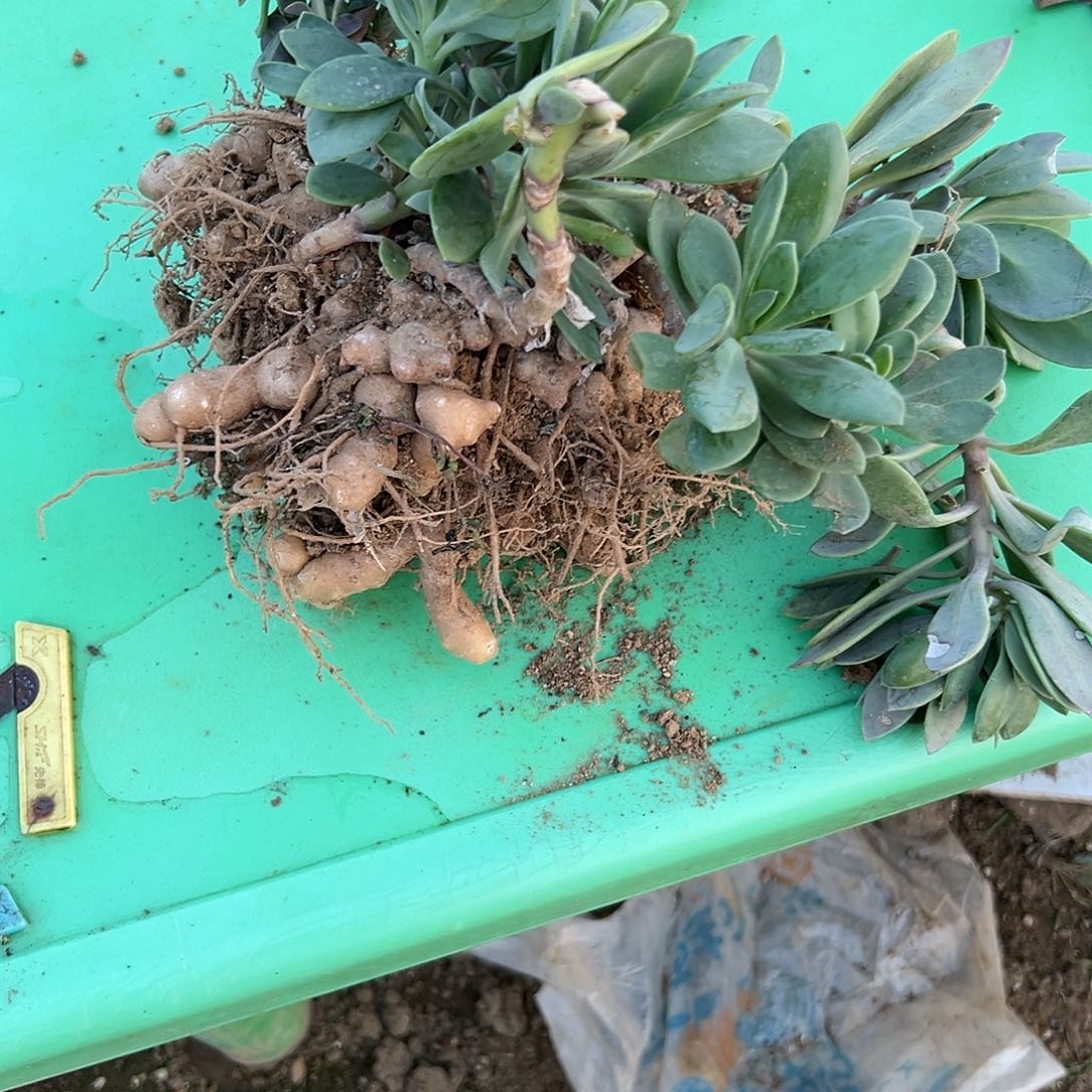 多肉植物紫龙块根