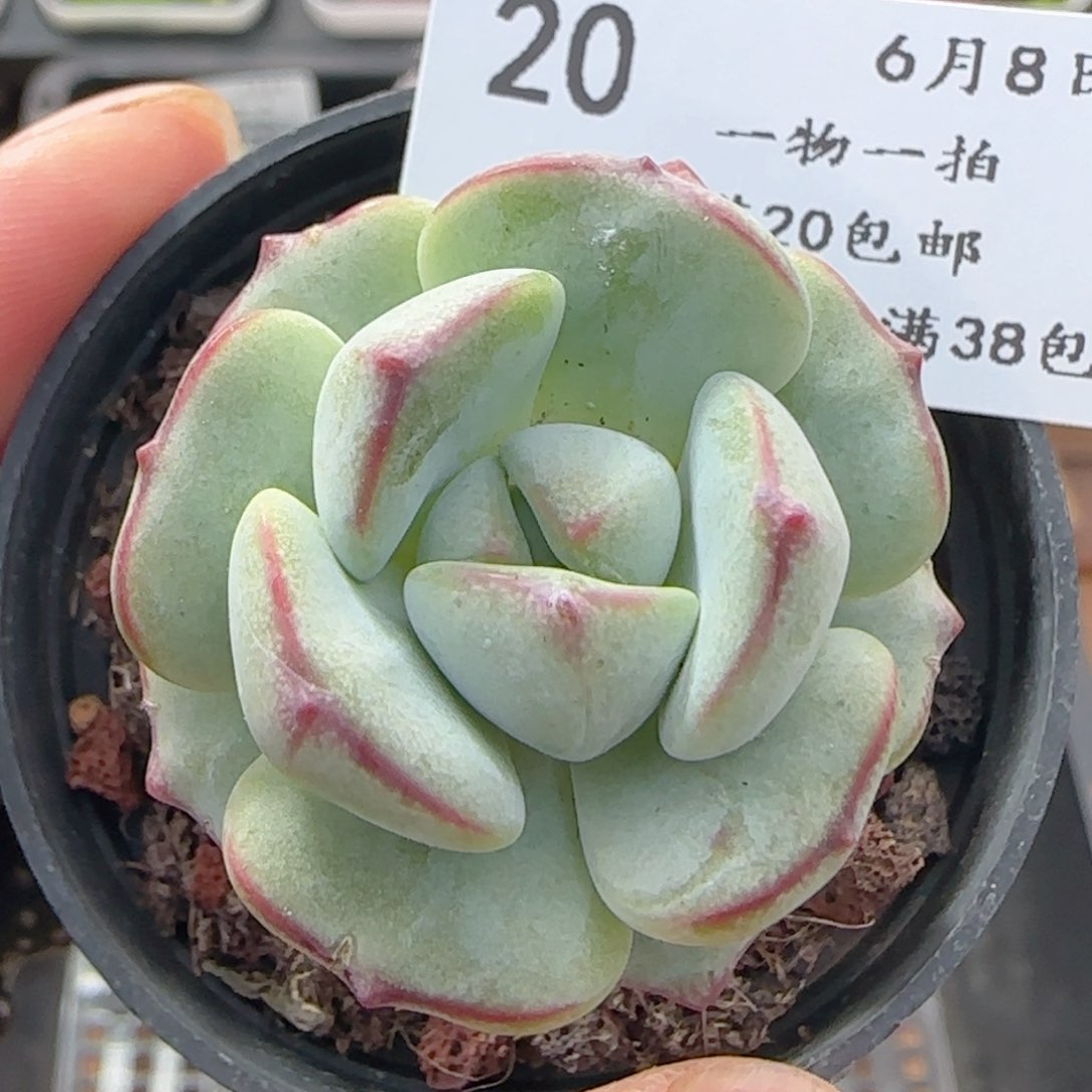 0608-20香草香草