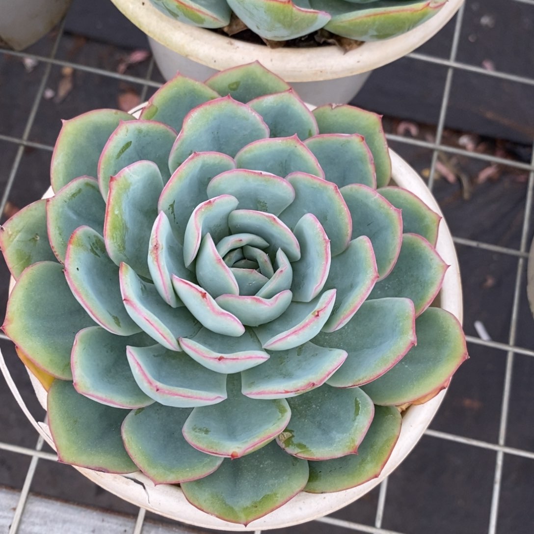 晨露 大单头 多肉植物