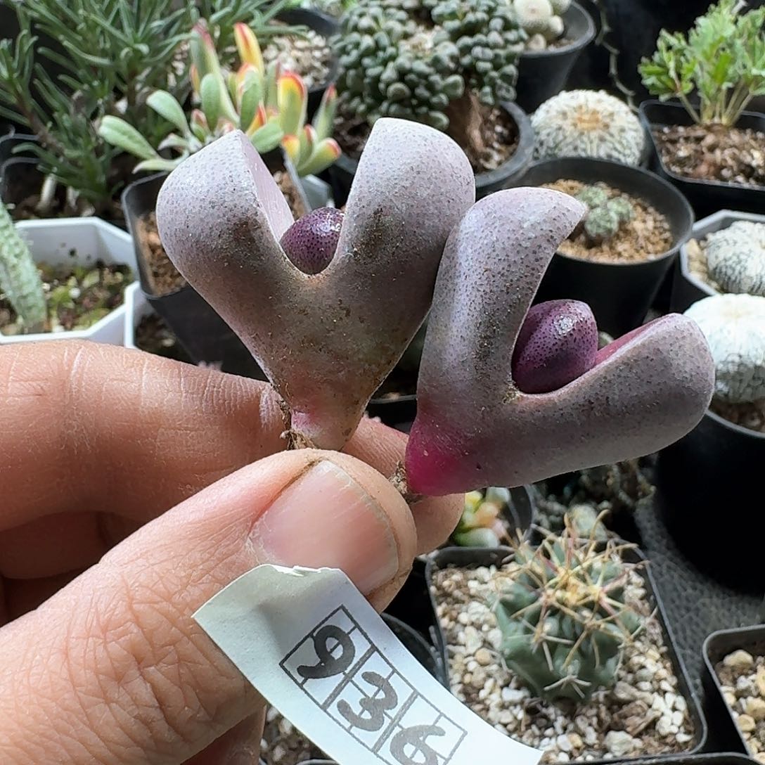 936紫帝玉2个一份脱土发货