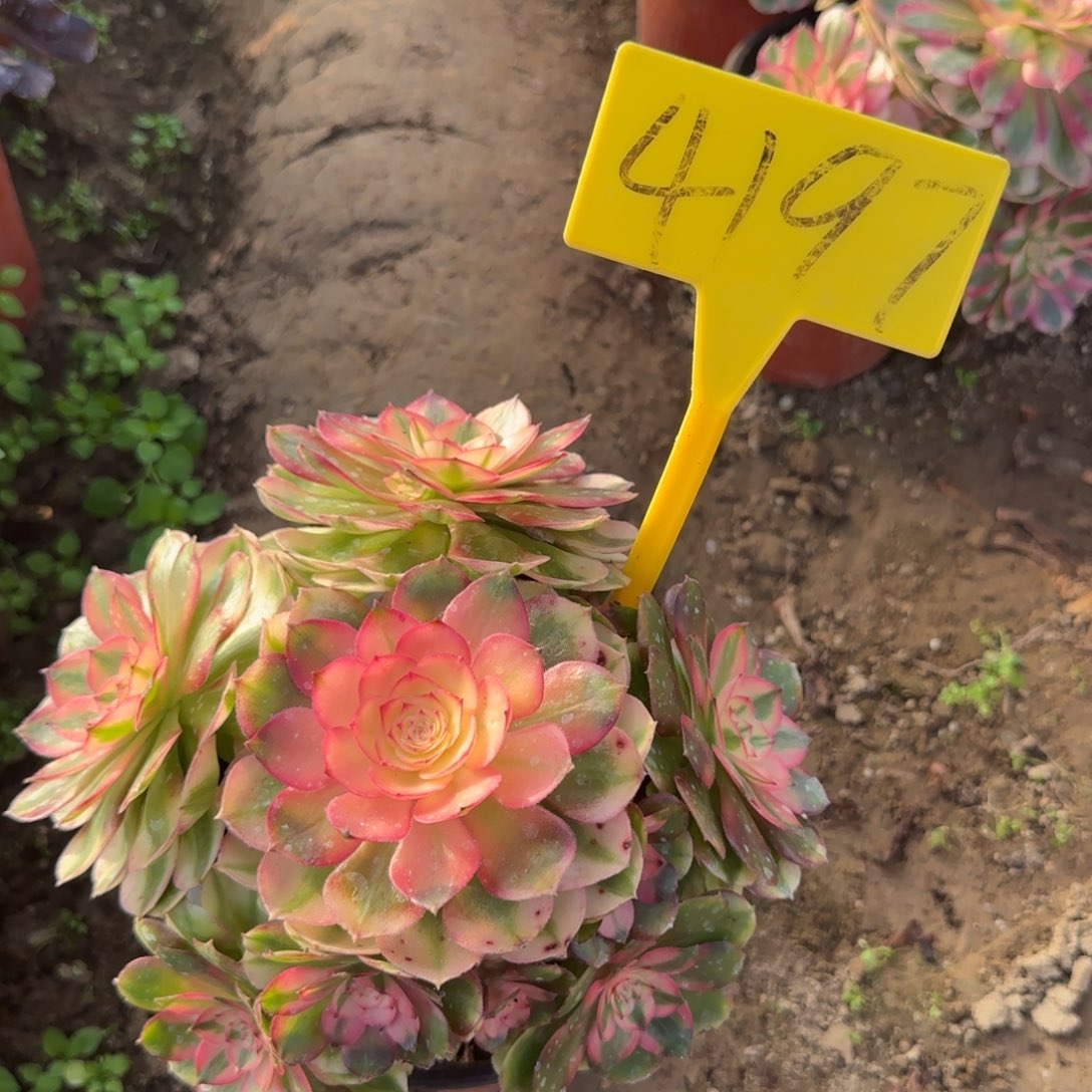 4197--荔枝多肉植物