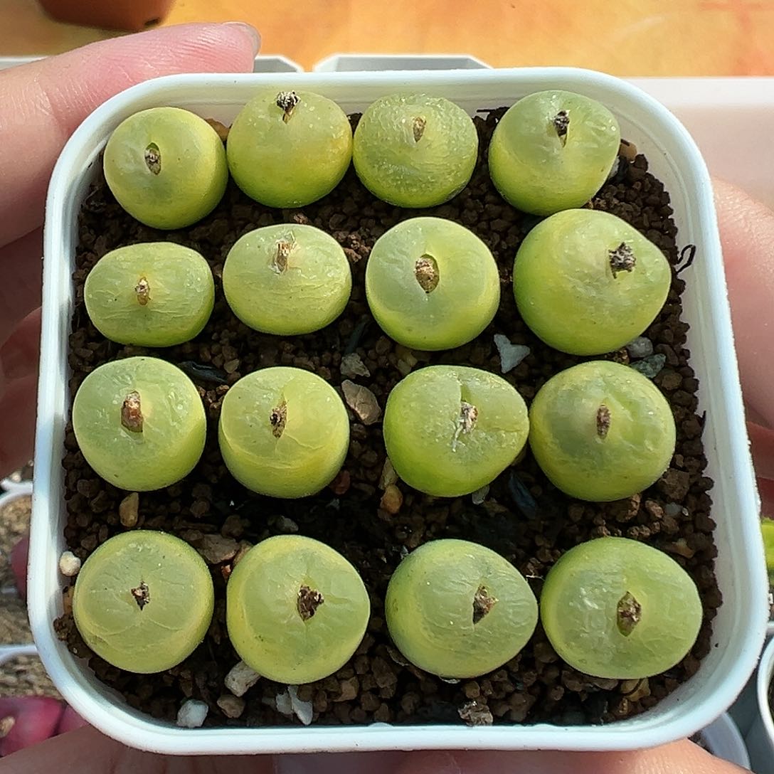234欧泡裸根发货