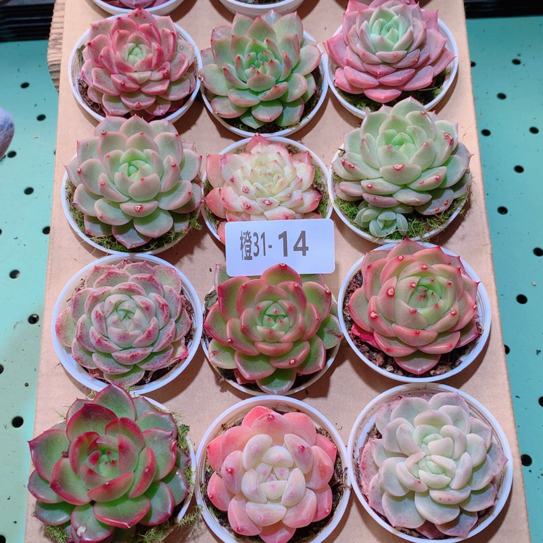 31-14一物一拍多肉带盆18颗