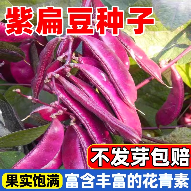眉豆种子扁豆种籽爬藤青紫色豆角种子刀豆扁豆豇豆蔬菜种子
