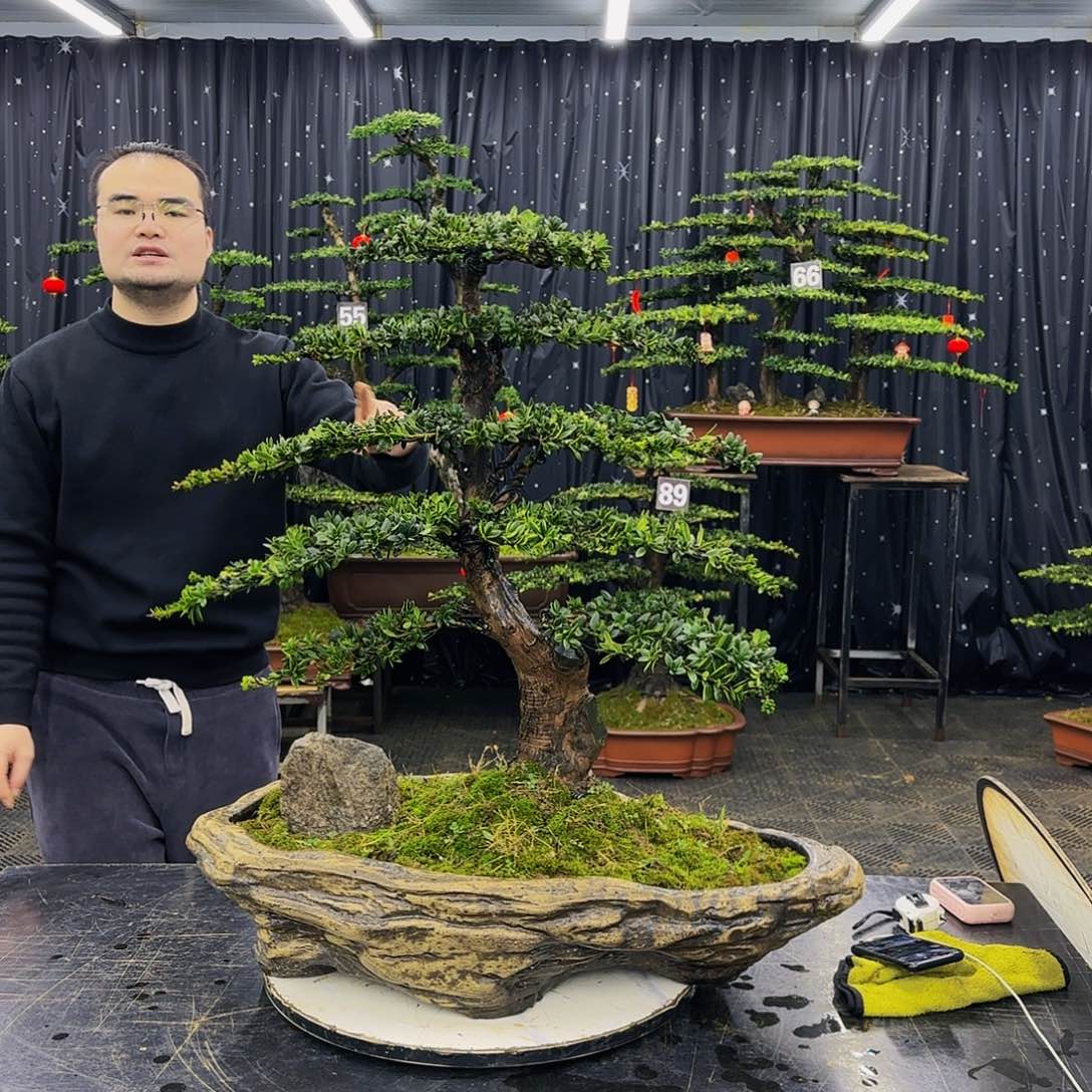 松树柏树造型盆景