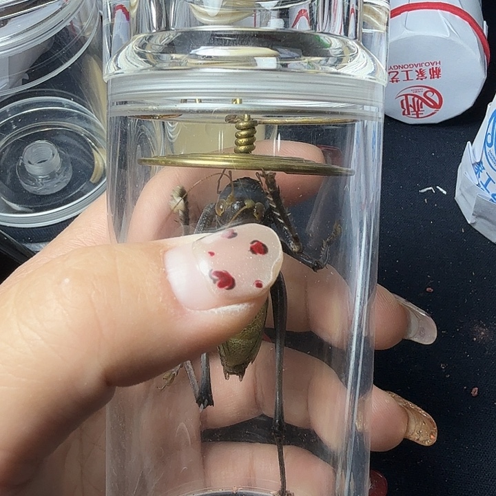 蟋蟀哈哈哈哈哈哈哈哈哈