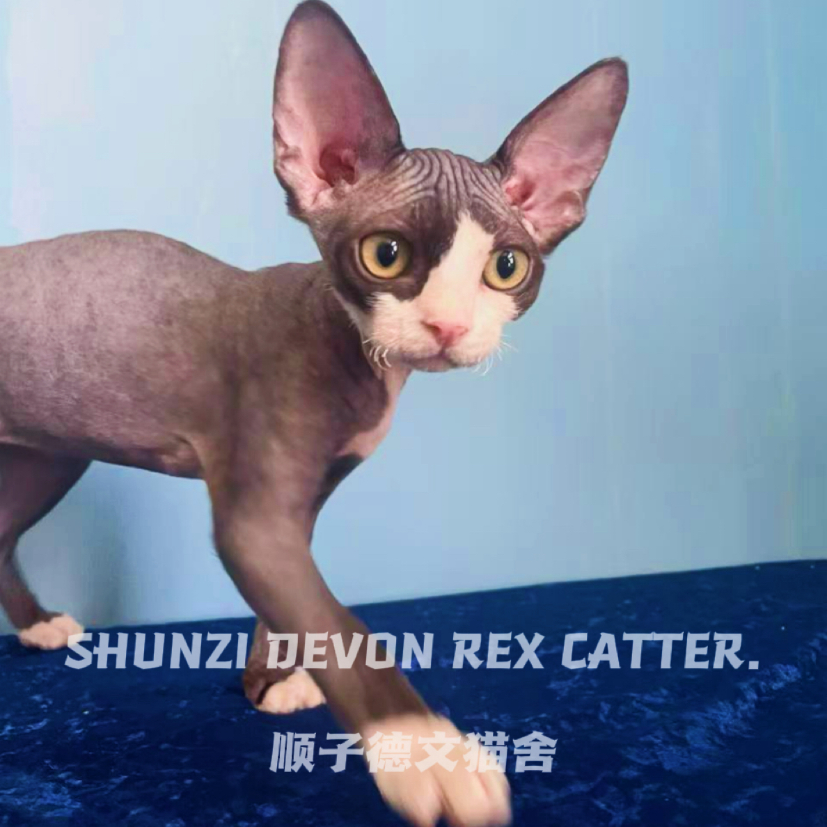 黑白开脸德文卷毛猫弟弟（蝴蝶耳+满耳满背）