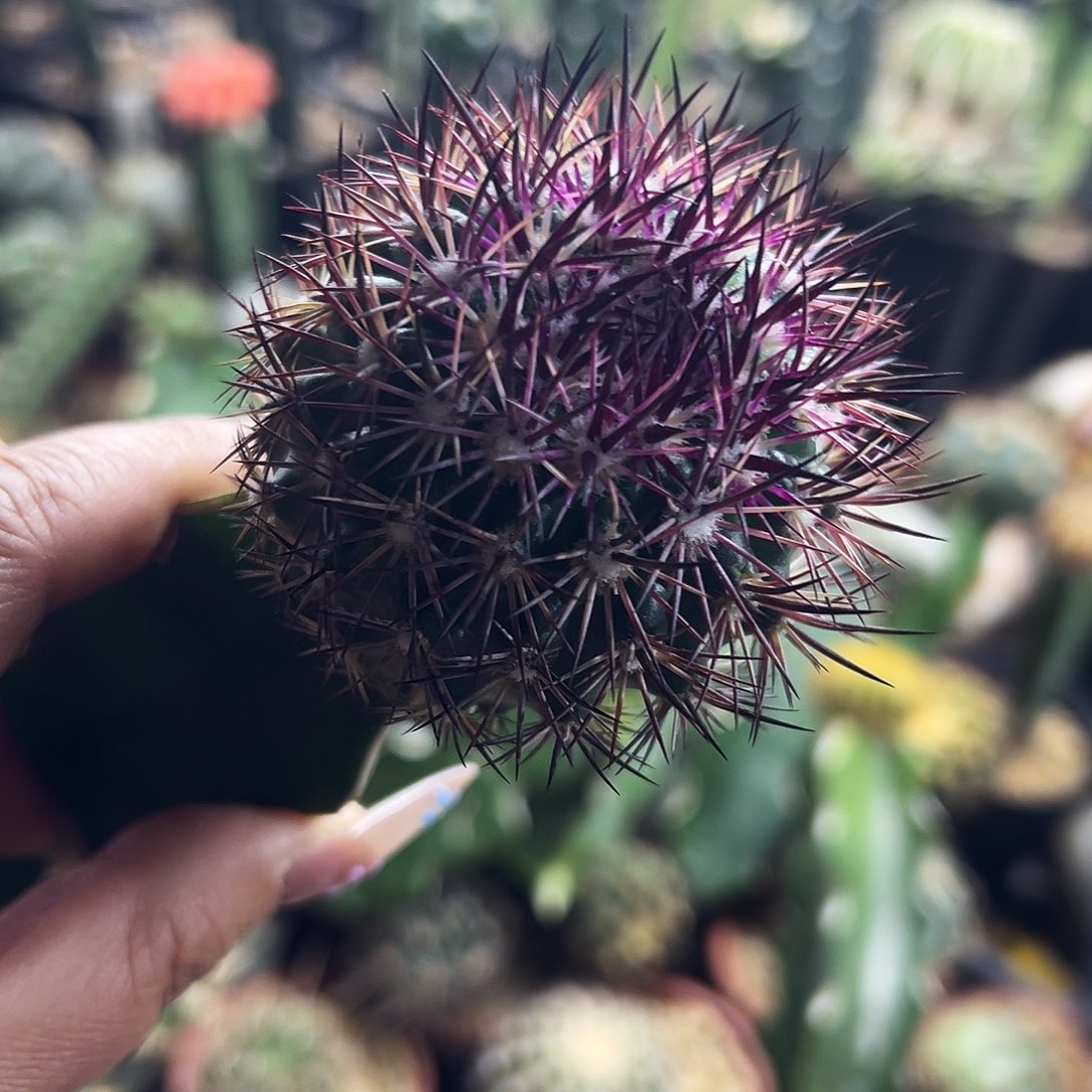 英冠仙人球222222