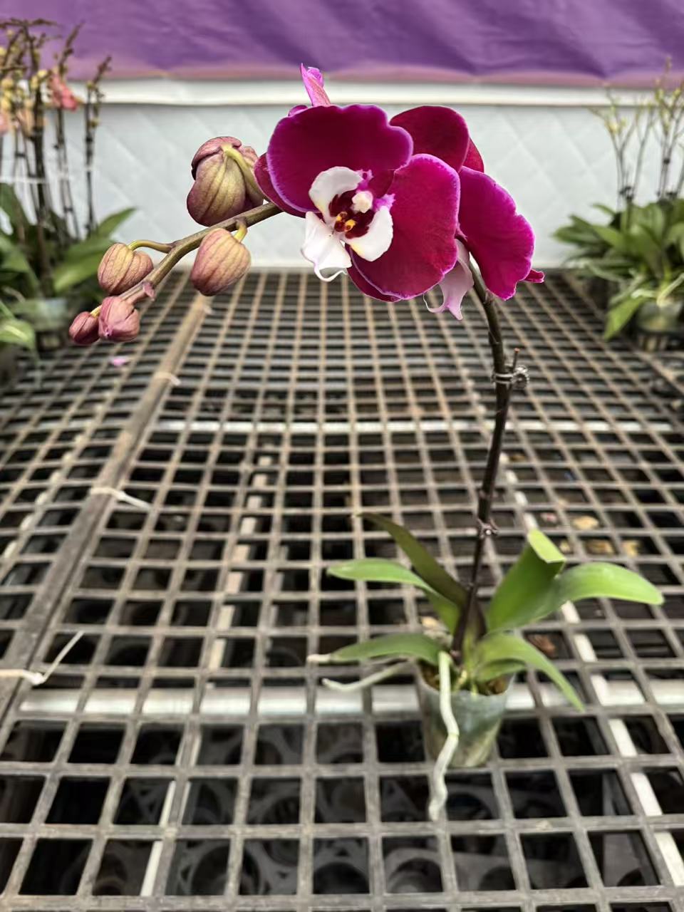 蝴蝶兰[米歇尔]年宵花昆明基地直发