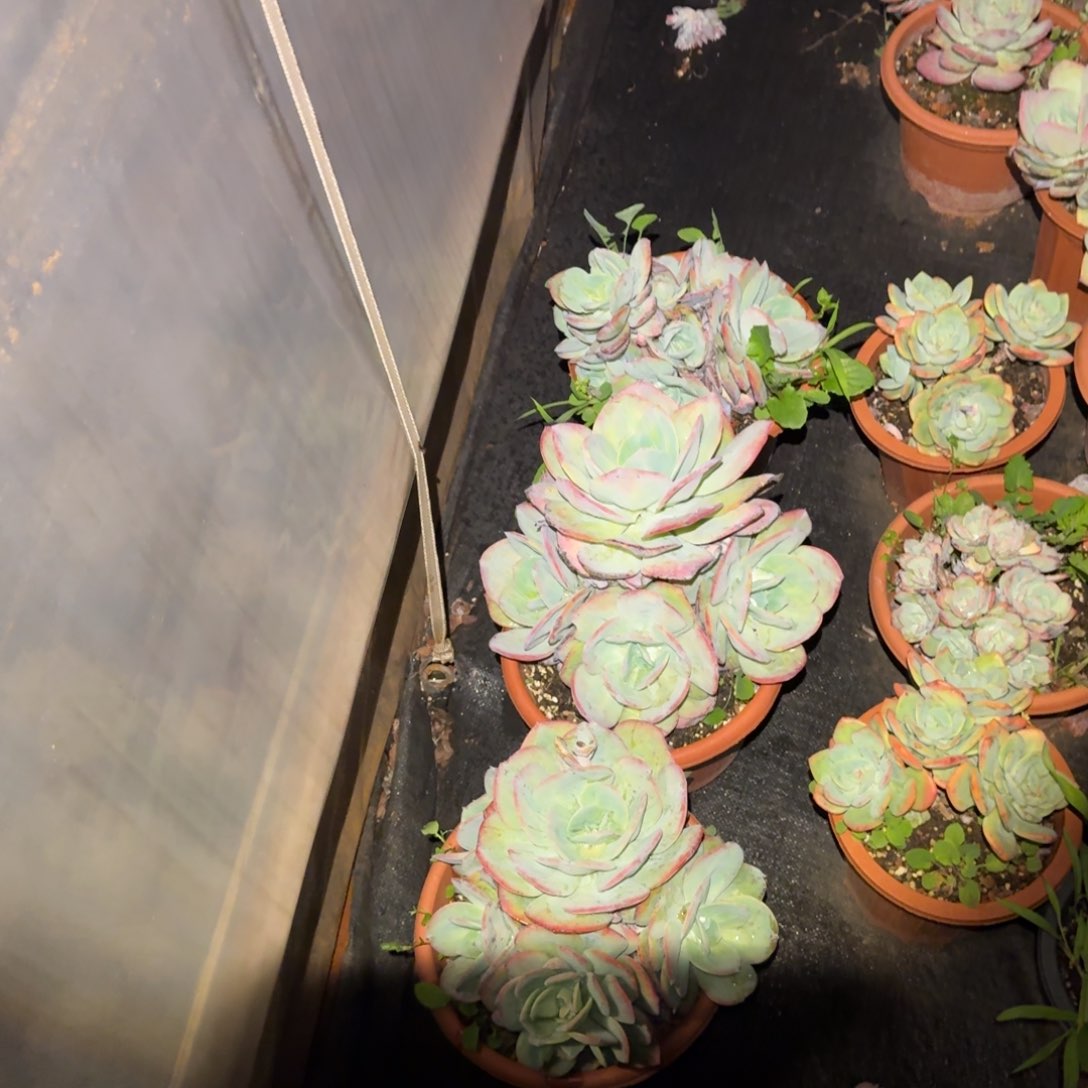 血凤群生多肉植物