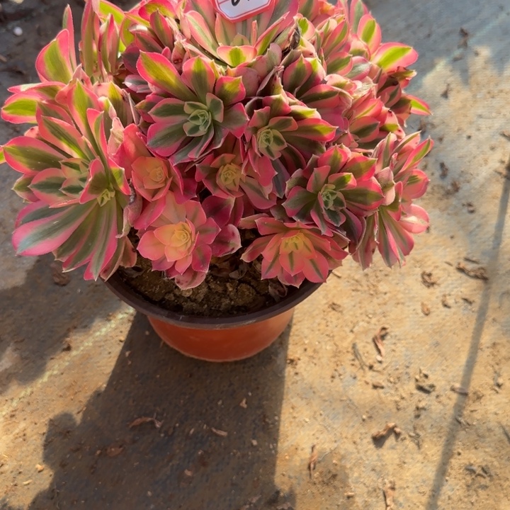 2-13女巫多肉不包售后