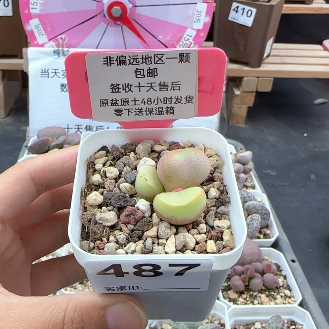 一*487磨砂蛋多肉植物