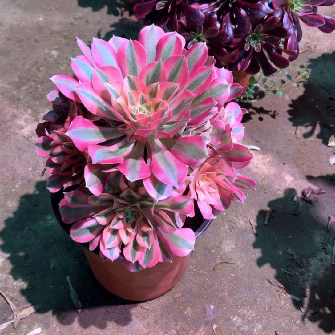 多肉植物女巫920