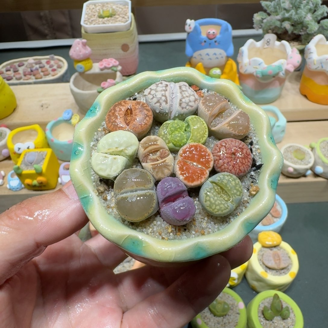 红陶蘑菇753彩拼