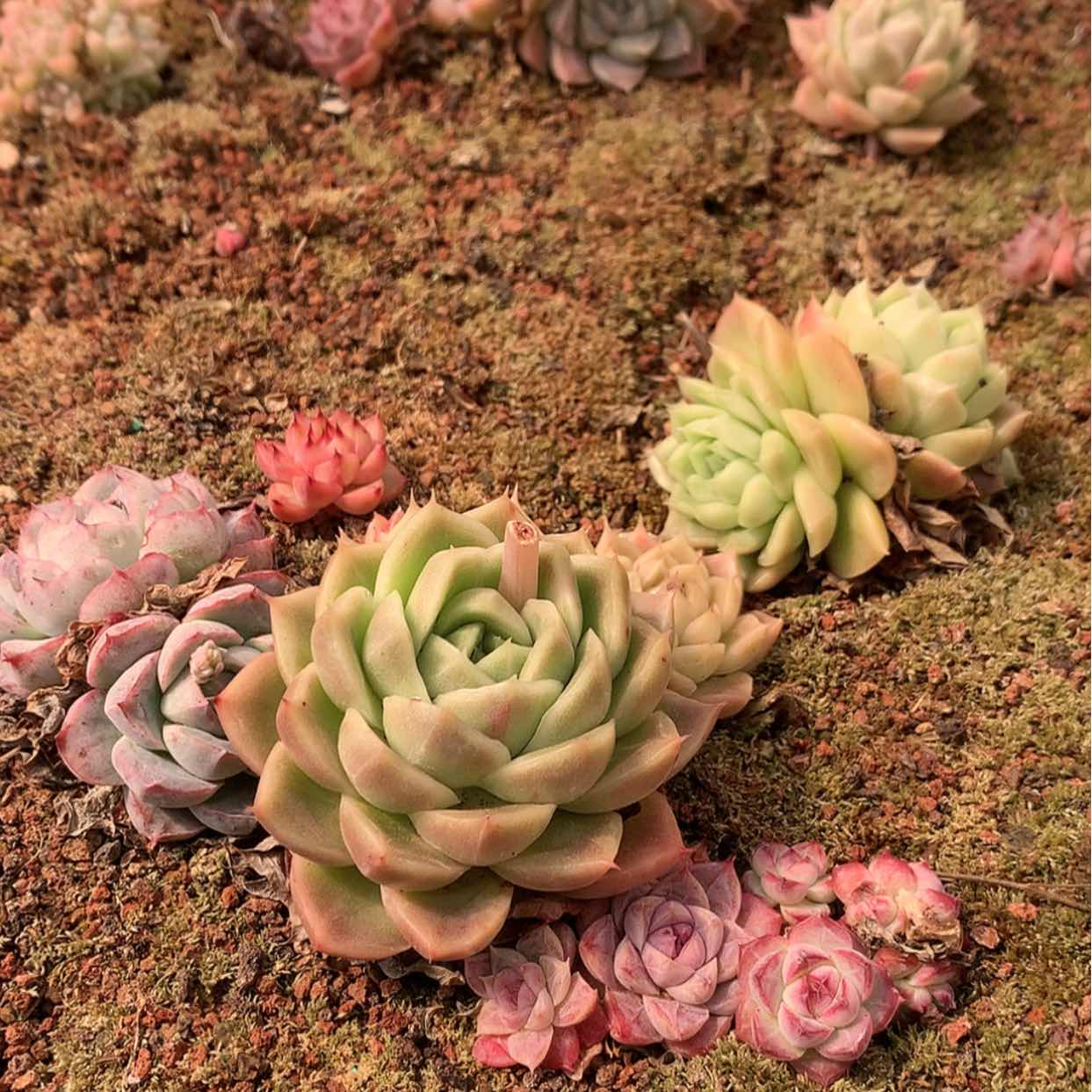 【闪购商品】云768