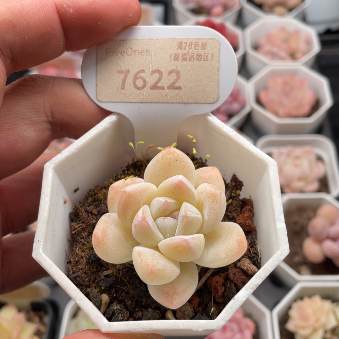 奶油冰玉7622-4.5厘米