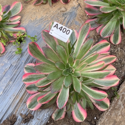 多肉植物男神捧花