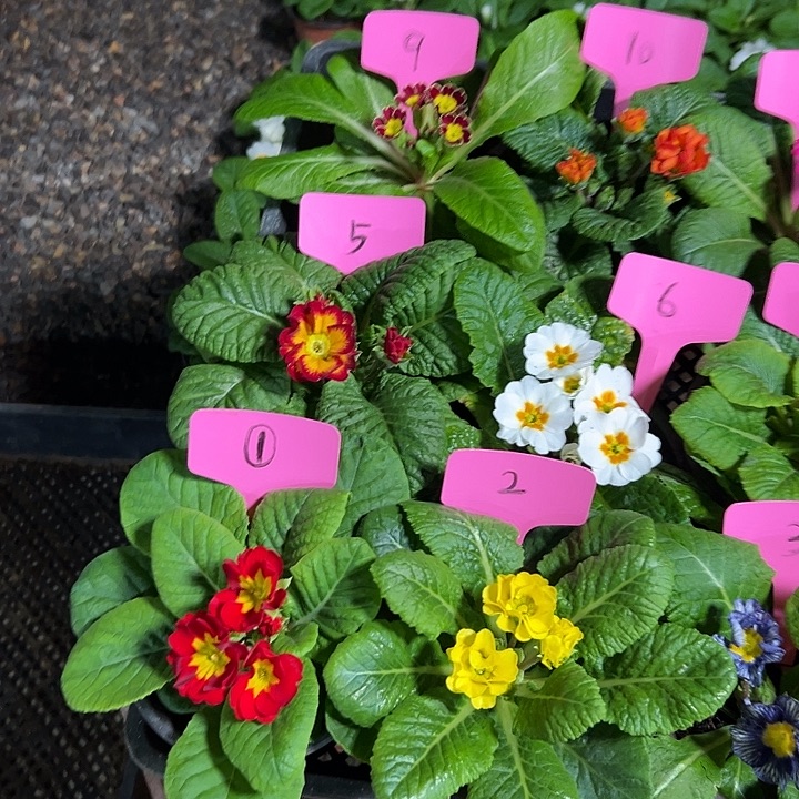 完全开放报春花111