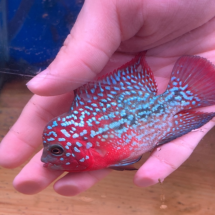 用***5罗汉鱼888888888888888