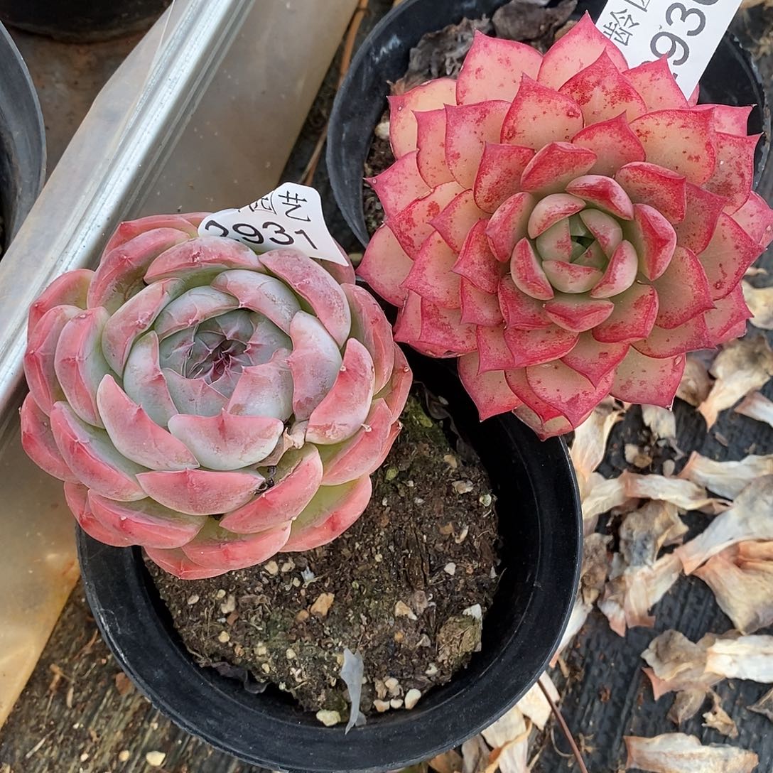 冬****2931.2930两颗杂交老桩基地