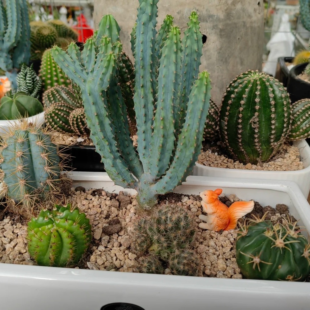 仙人球多头仙人柱造景庭院种植室内外群生泰龙木桌面小盆栽绿植