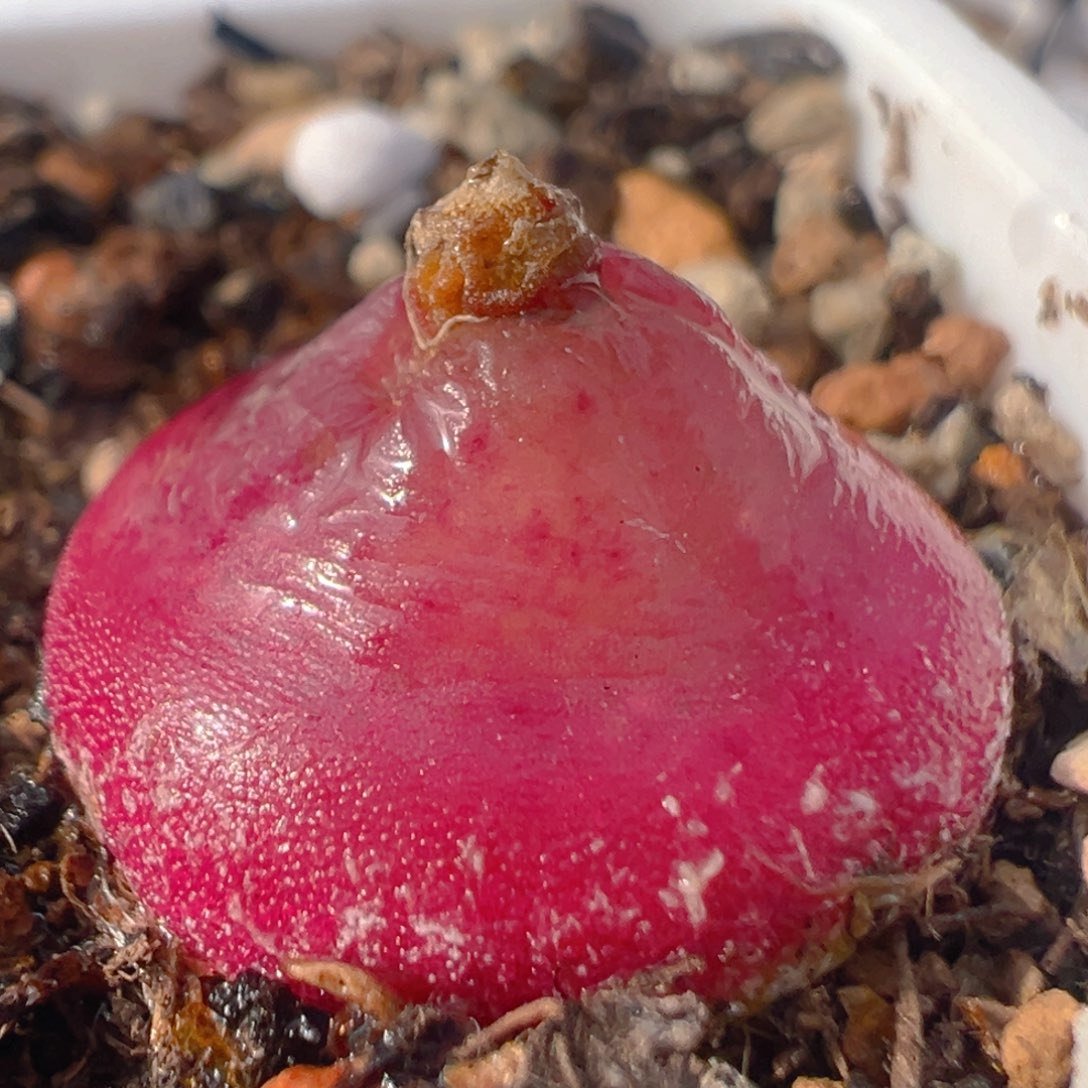 99多肉植物百科知识