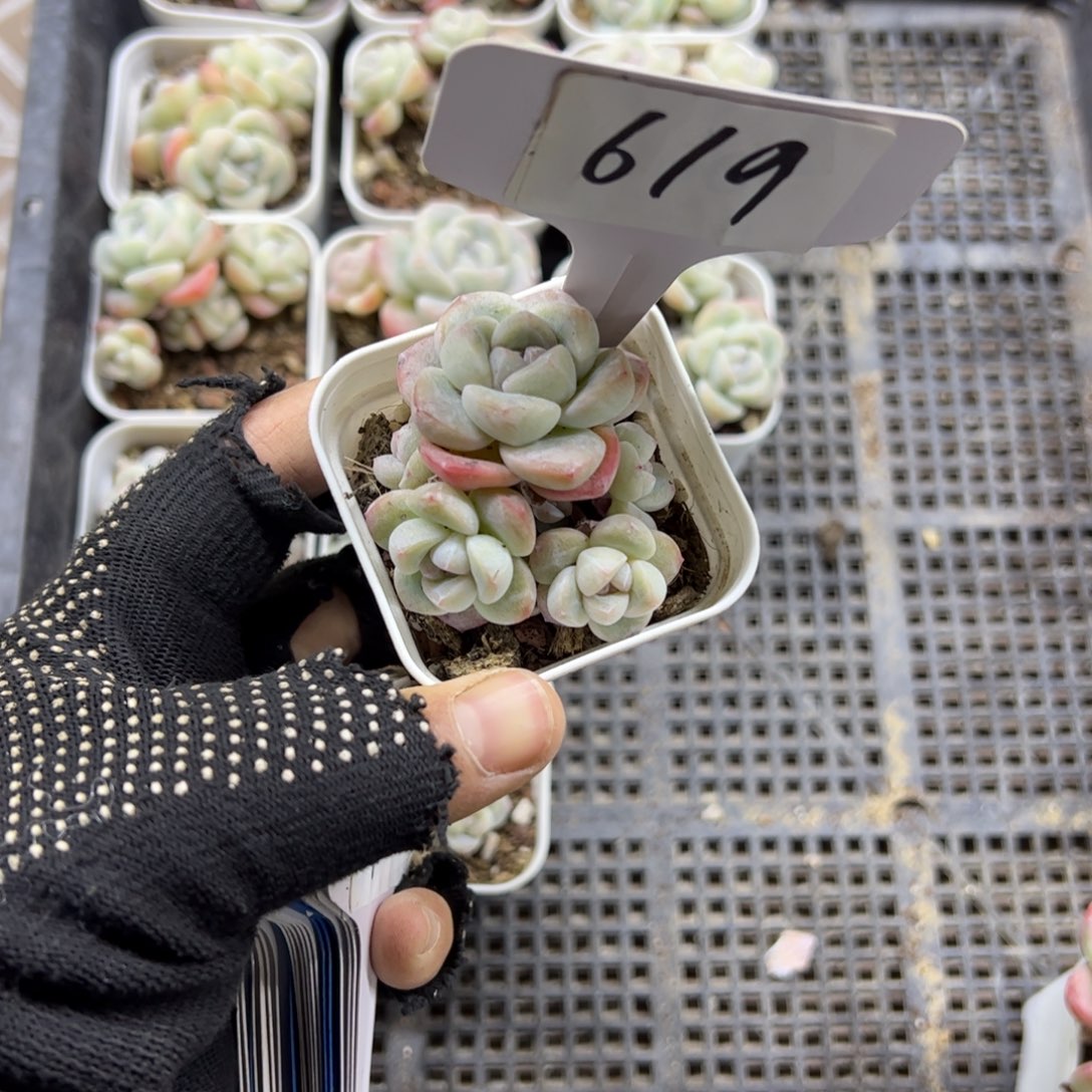 红陶艳619号多肉植物