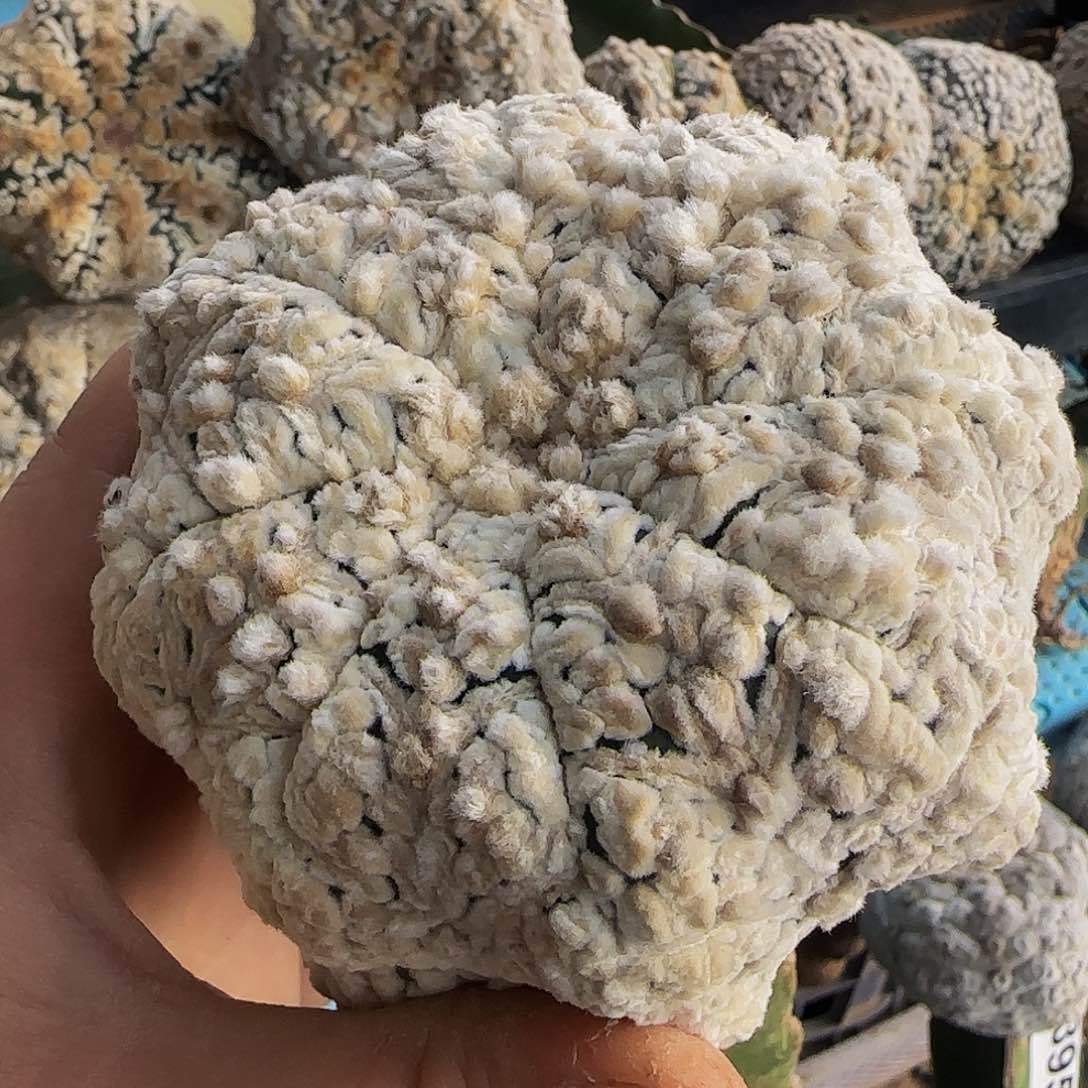 浓白兜416仙人球开花