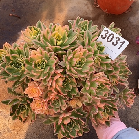 红陶3031甜茶4多肉