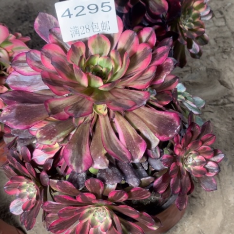 烟花多肉多肉4295