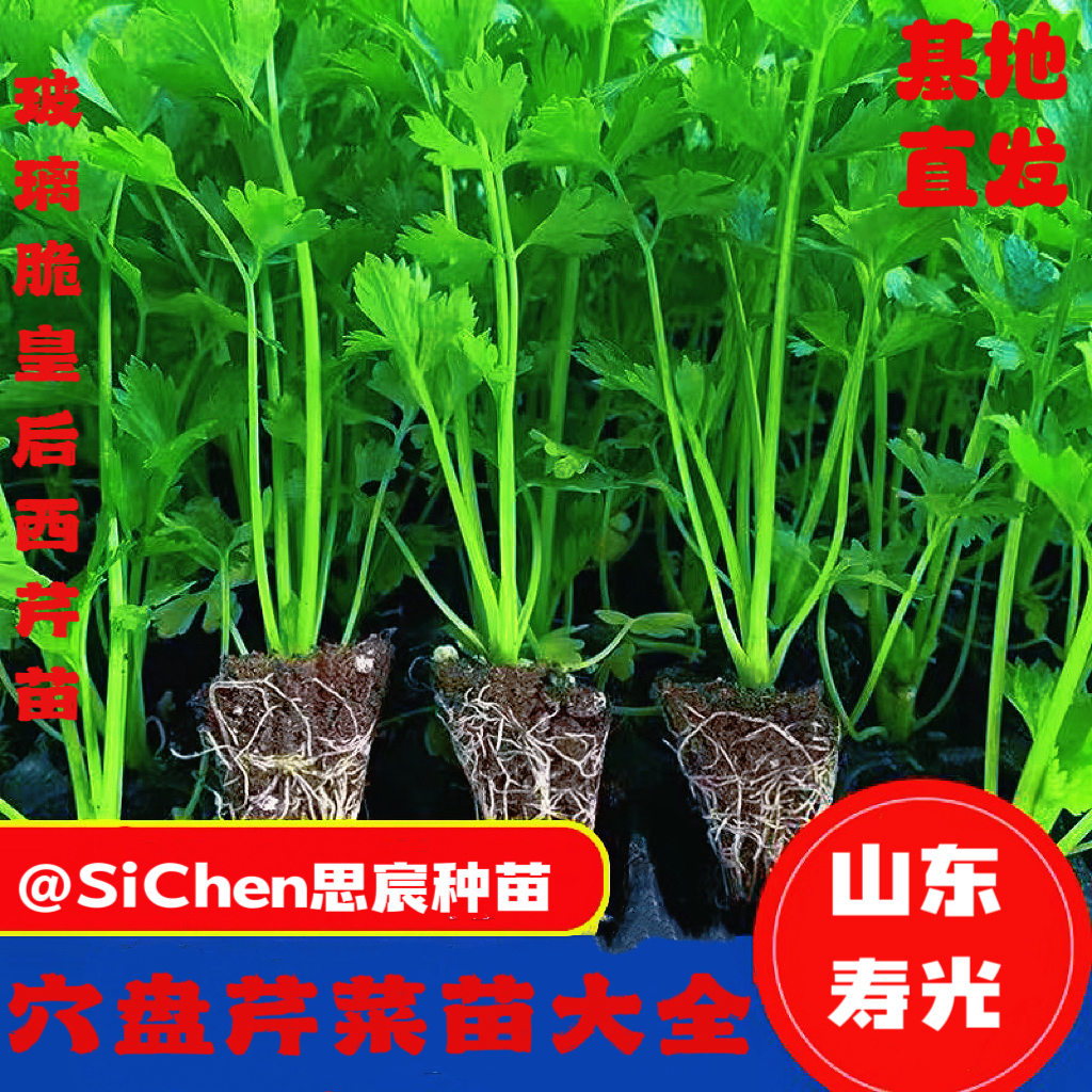 皇后西芹苗西芹秧苗地中海玻璃脆芹菜苗种大棚田园四季阳台盆栽苗