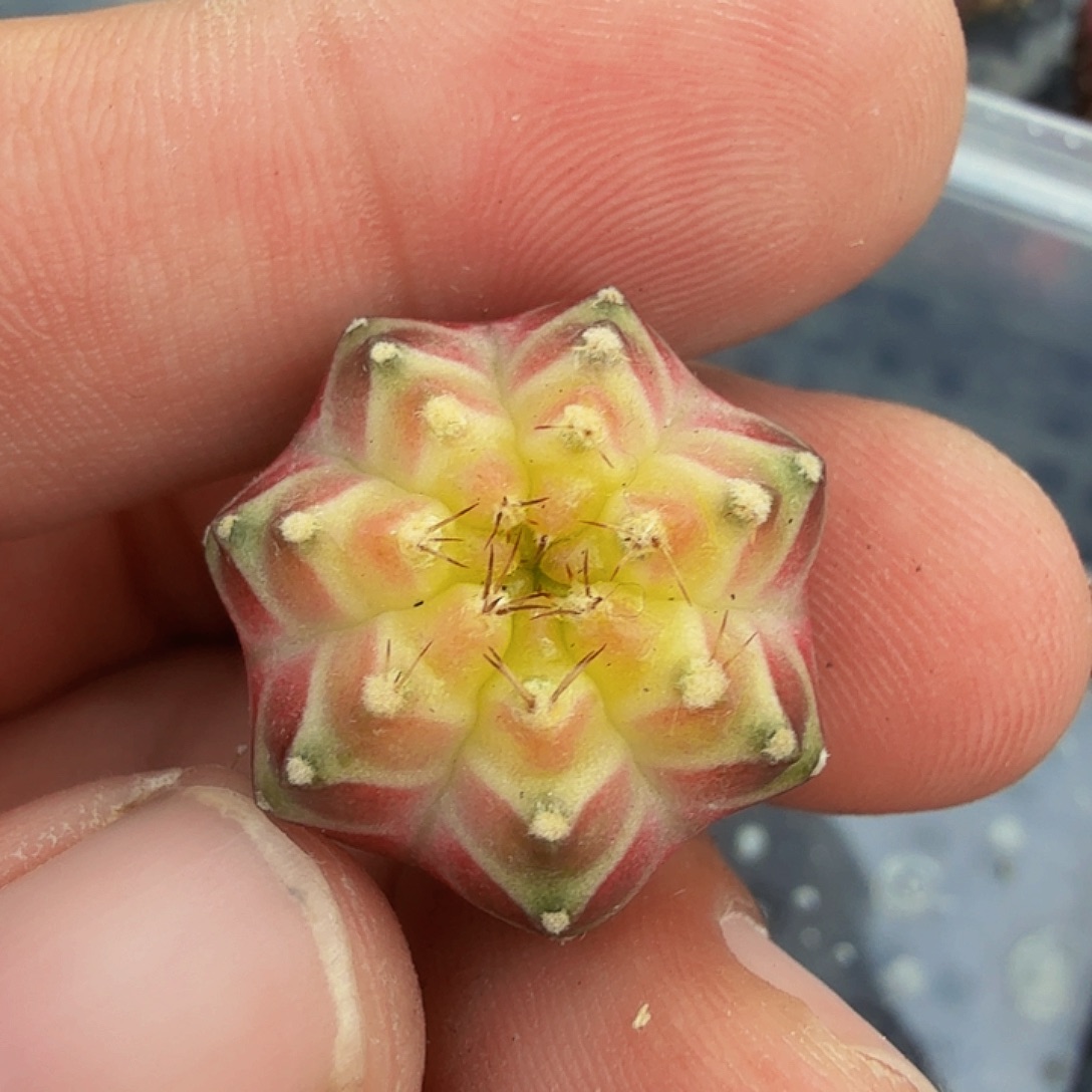 当前无花朵，栽培后可花朵