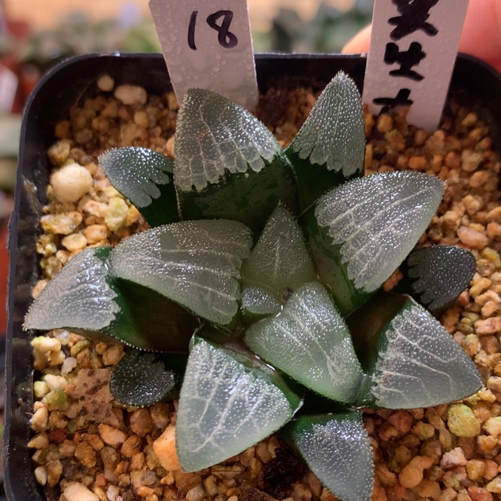 实生克一物一拍带盆