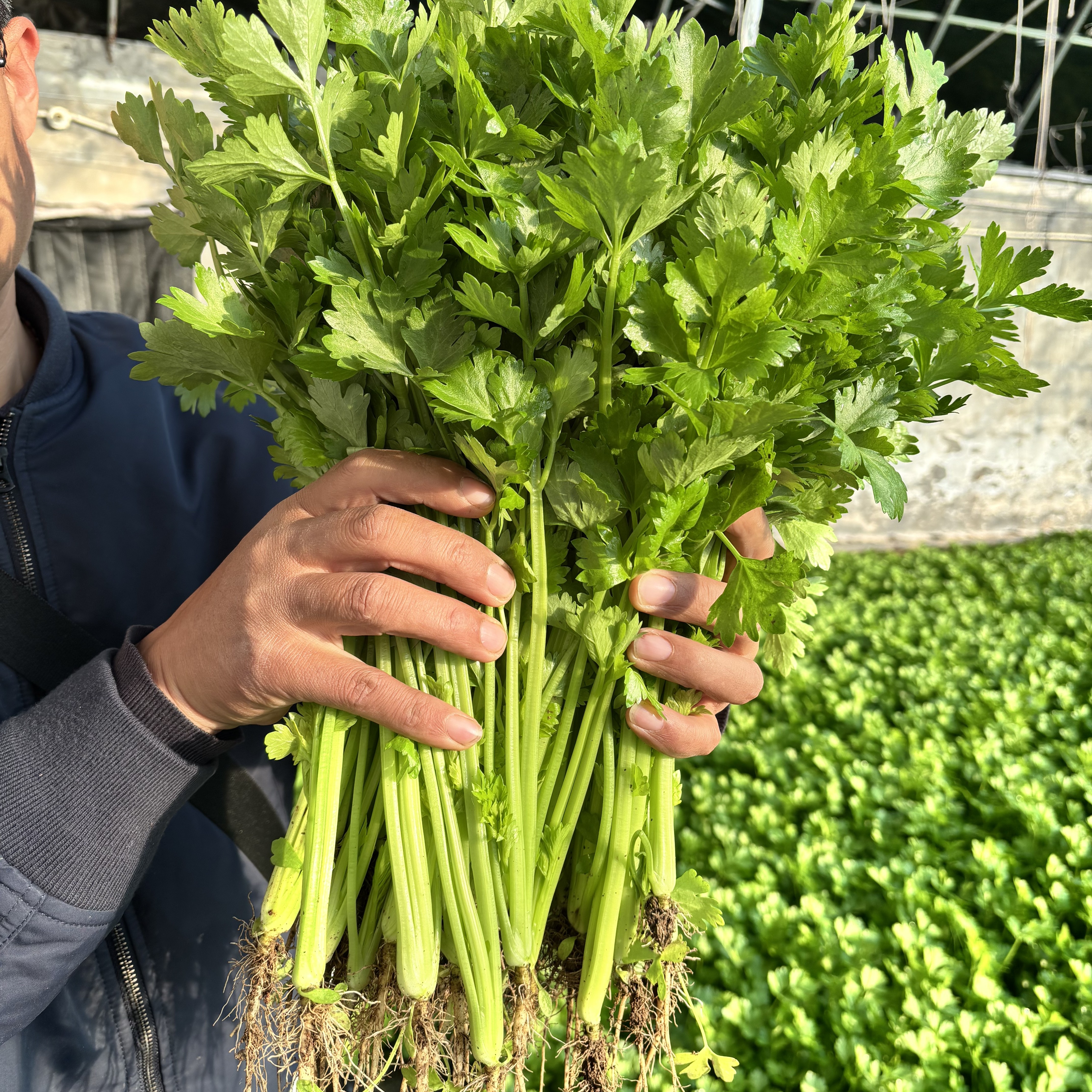 颐正源甄选 有机认证小香芹 脆嫩多汁 新鲜现拔现发 带根带泥发货香芹