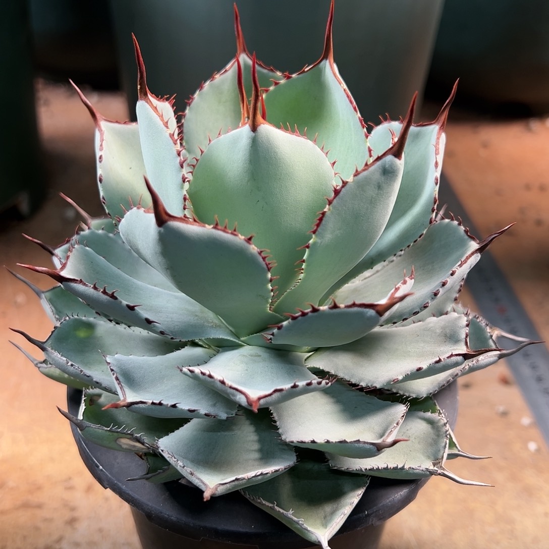 无花朵多肉植物宝宝牙齿