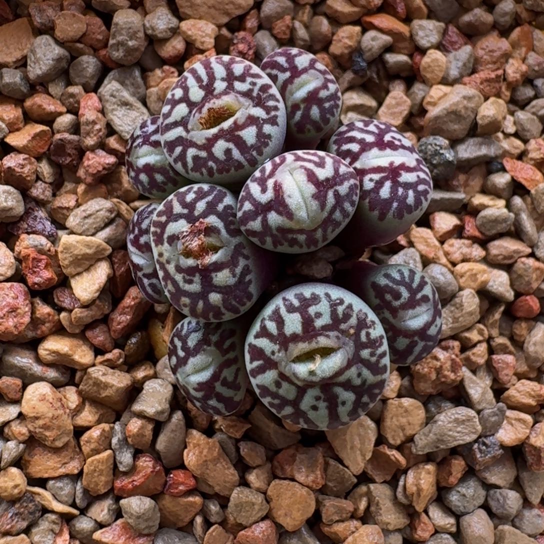 云缦精品番杏13.18 八重纹大嘴