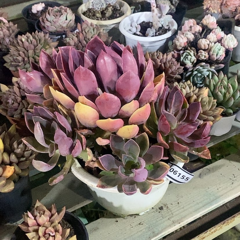 【闪购商品】蓝*紫气东来06155