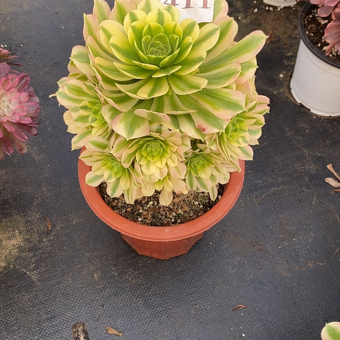 金丝翡翠411多肉法师