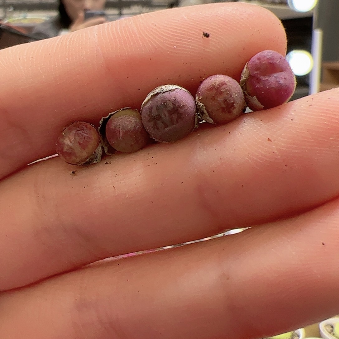 【闪购商品】227 变异