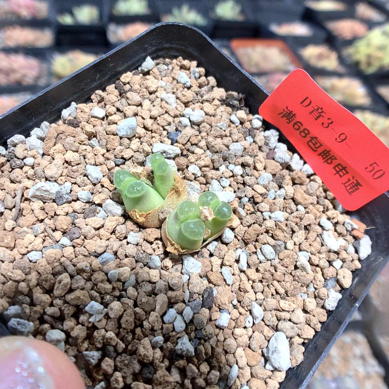 【闪购商品】3-9-50 风铃 20