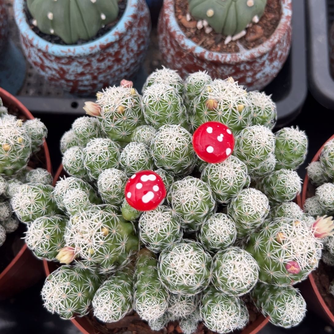 白鸟随机一颗。   