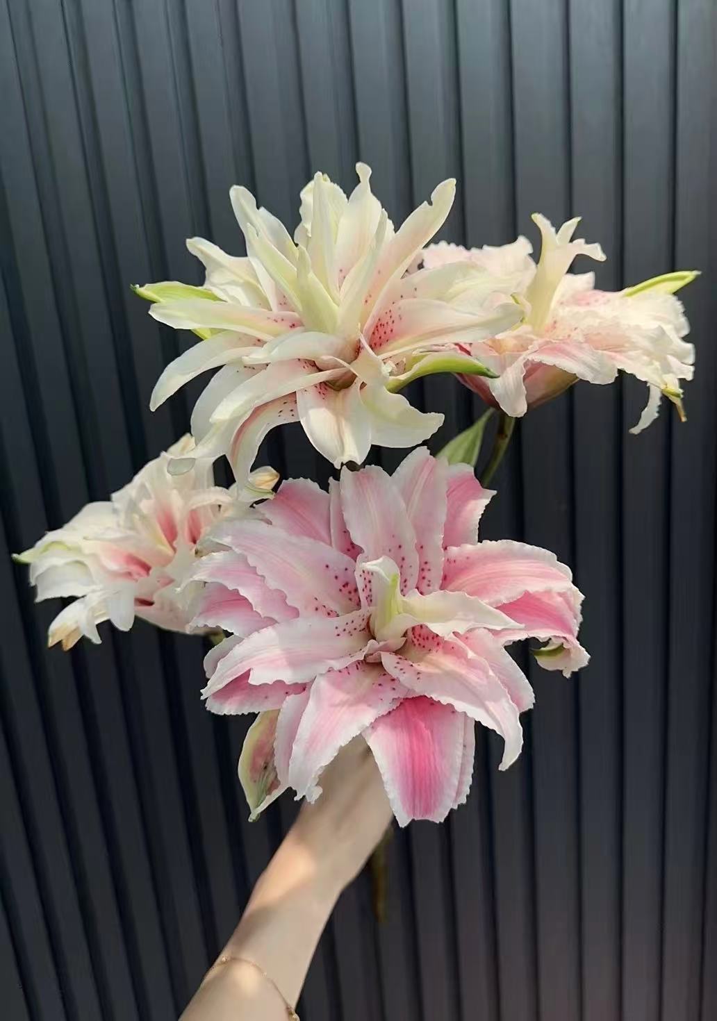 莎莎公主重瓣百合5枝10花苞（收到及时醒花）