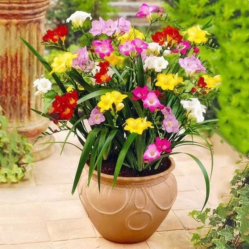 香雪兰盆栽带花苞发货室内阳台种植多年生观花植物四季易种带香味