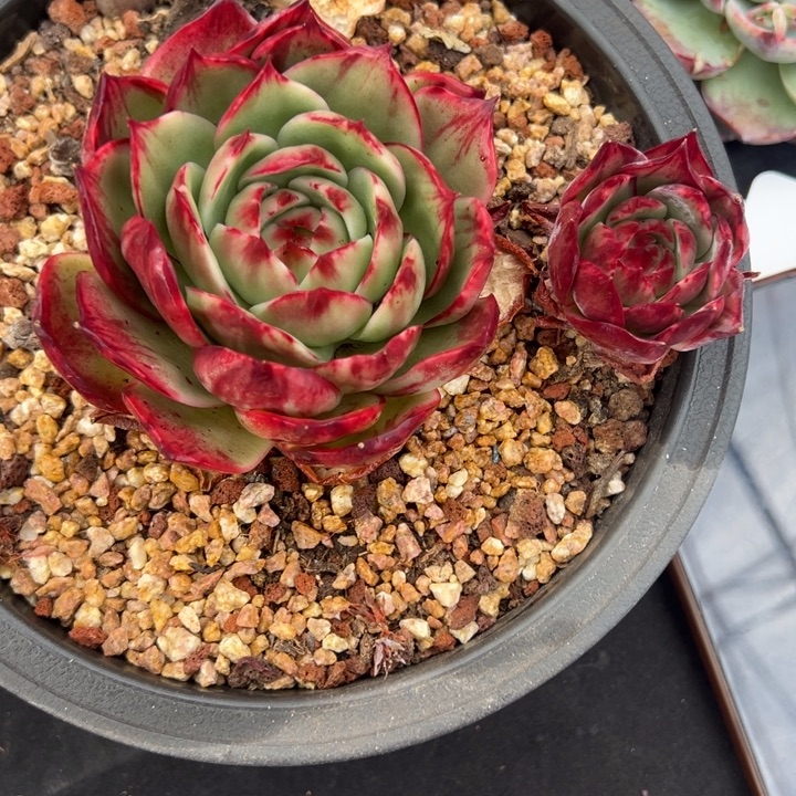 胡***妹多肉植物胡三妹发货111