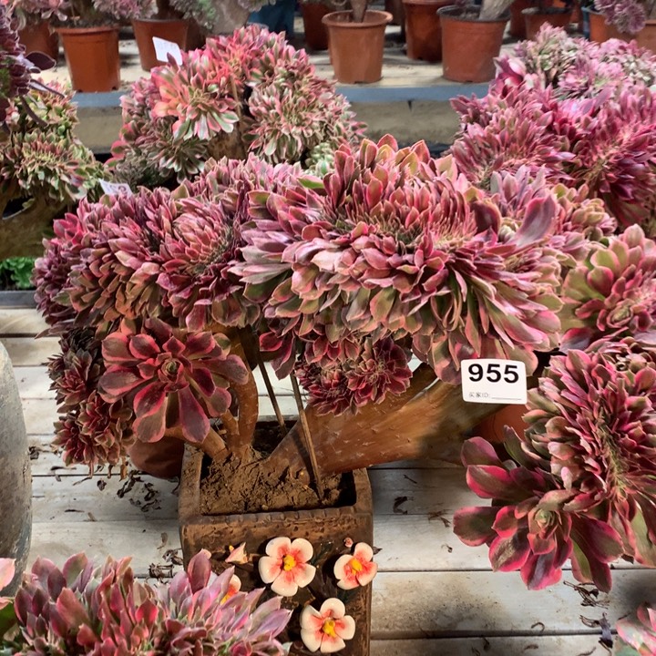 955粉女郎缀多肉法师